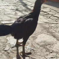 خروس لاری|حیوانات مزرعه|خاو و میرآباد, |دیوار