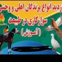 سوارکاری در طبیعت دهکده گردشگری شاندیز|اسب و تجهیزات اسب‌سواری|شاندیز, |دیوار