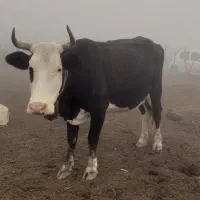 فروش.|حیوانات مزرعه|ساری, |دیوار