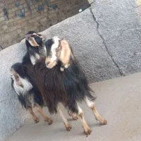 10راس بزغاله جهت نگهداری و قربانی|حیوانات مزرعه|کرج, حصارک پایین|دیوار