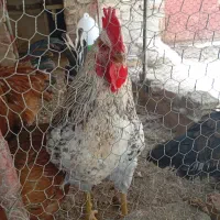 سه خروس بزرگ