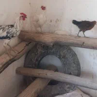 مرغ و خروس