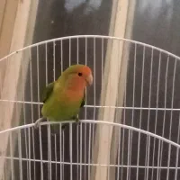 طوطی برزیلی کاملا دستی نر و ماده 11ماه هستن|پرنده|نجف‌آباد, فاز ۲ شهرک آزادگان|دیوار