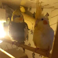 1400|پرنده|علی‌آباد کتول, |دیوار