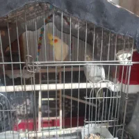 عروس هلندی نر وماده باقفس