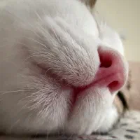 واگذاری دو گربه نر و ماده