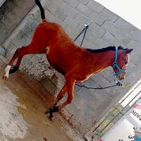 کره نریون یک سال و پنج ماهه