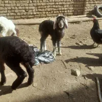 بره و بزغاله شیری|حیوانات مزرعه|تربت‌حیدریه, باغ سلطانی|دیوار