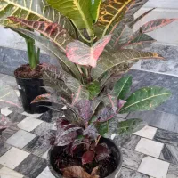 گل گیاه(گیاهان خاص و زیبا|گل و گیاه طبیعی|قم, نیروگاه|دیوار