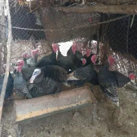 بوقلمون فروشی