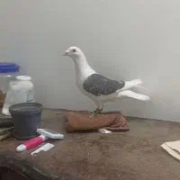 کبوتر از داخل بالکن گرفتم