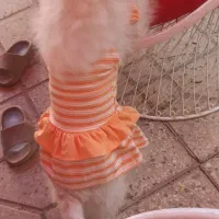 سگ شیتزو واکسن زده|سگ|مبارکه, |دیوار