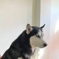 هاسکی گم شده