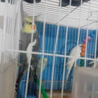 عروس و مرغ عشق|پرنده|مشهد, نیزه|دیوار