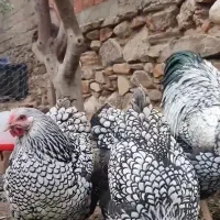 تخم نطفه دار ویندوت