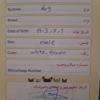 سگ شیتزو|سگ|دماوند, گیلاوند|دیوار