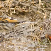 گلبسر قرص بخون کت بنداز