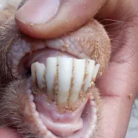 بز جملی|حیوانات مزرعه|تربت جام, معدآباد|دیوار