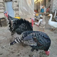 بوقلمون هشدرخان نر۷کیلوبه بالا