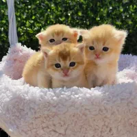 توله گربه اسکاتیش و بیریایش گلد ny12