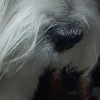 یک قلاده سگ تریر پیدا شده