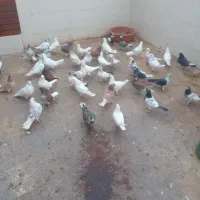 کبوتر پرشی..|پرنده|ساوه, |دیوار