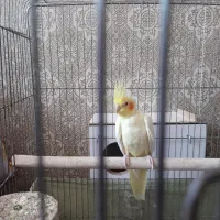 عروس هلندی لوتینو چشم شرابی