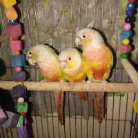 طوطی گرینچیک وعروس هلندی