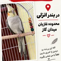پرنده گمشده