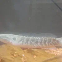 چانا|ماهی|اصفهان, وحید|دیوار