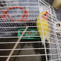 ۵تا طوطی برزیلی بازیگوش رنگ سبز وزرد نر وماده