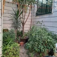 گل طبیعی یوکا