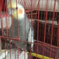 فروش ی جفت عروس هلندی