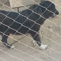 توله قدرجونی ماده|سگ|شوشتر, |دیوار