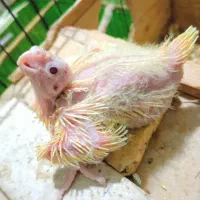 ۲عدد جوجه عروس هلندی سرلاکی