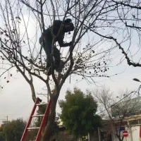 باغبان.انجام کلیه کارهای باغبانی|خدمات باغبانی و درختکاری|قم, نیروگاه|دیوار