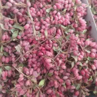 زرشگ تازه|خوردنی و آشامیدنی|سده (خراسان جنوبی), |دیوار