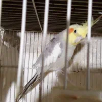 عروس هلندی نراهویی دستی|پرنده|تربتحیدریه, دیزقند|دیوار