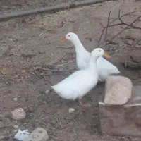 سلام فروش یک جفت مرغابی نر وماده 800تومن