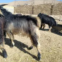 56 کهره بز میش بره|حیوانات مزرعه|شیراز, احمدآباد|دیوار