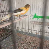 با سلام فروش یکجا
