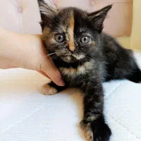 گربه اسکاتیش ماده شش ماهشه واکسن دور اول زده شده