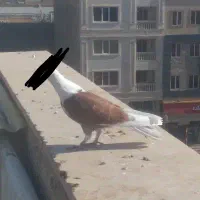 جوجه کبوتر. شازده قرمز