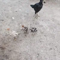 مرغ باجوجه(رودان)