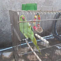 طوطی|پرنده|نیشابور, رحمت آباد|دیوار
