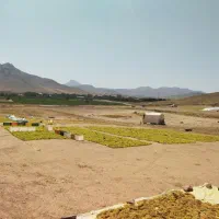 کشمش و مویز ارگانیک مستقیم از خود کشاورز|خوردنی و آشامیدنی|اصفهان, رهنان|دیوار