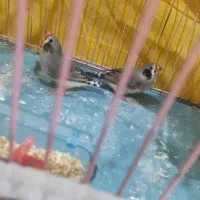 فنچ کینگ نر و ماده