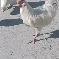 خروس|حیوانات مزرعه|یاسوج, |دیوار