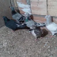 کبوترصید|پرنده|اسفراین, |دیوار