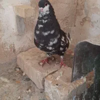 نرو ماده شهری گل دار|پرنده|شیبکوه (فارس), |دیوار